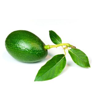 Avokado Yaprağı