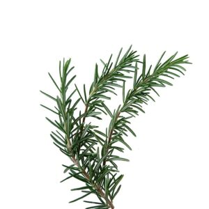 Biberiye