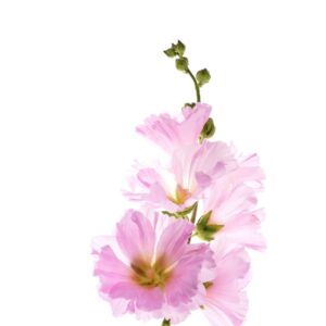Hatmi Çiçeği