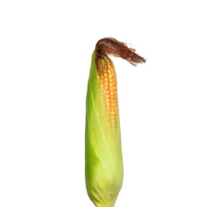 Mısır Püskülü